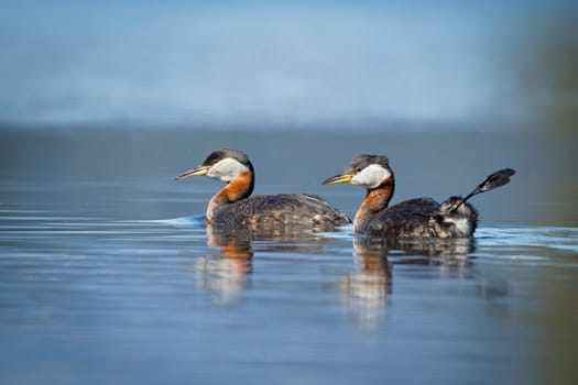 Two red-necked grebes (podiceps grisegena} swim in open water on Fernan Lake in north Idaho.