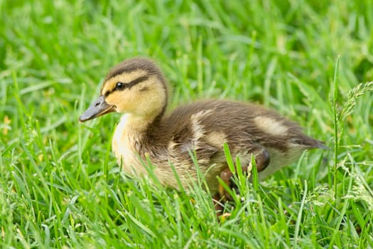 Mallard duckling, anas platyrhynchos, walking in grass at Manito Park in Spokane, Washington.