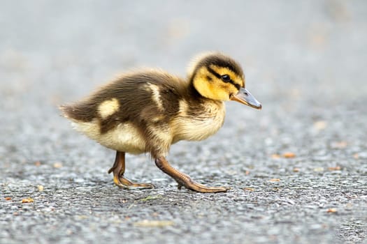 Mallard duckling, anas platyrhynchos, walking across a walking path at Manito Park in Spokane, Washington.