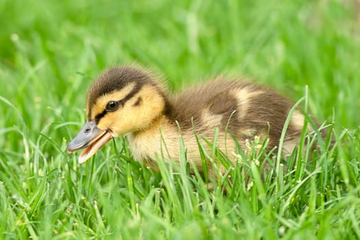 Mallard duckling, anas platyrhynchos, walking in grass at Manito Park in Spokane, Washington.