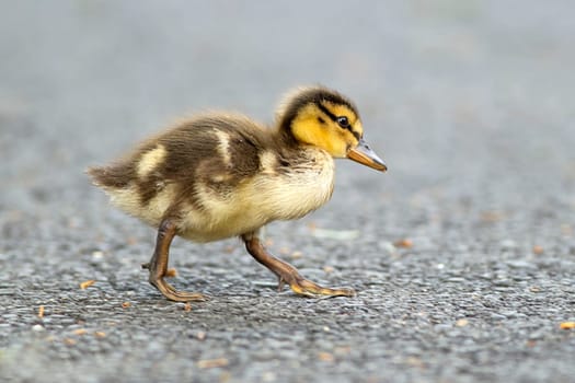Mallard duckling, anas platyrhynchos, walking across a walking path at Manito Park in Spokane, Washington.