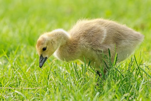 A Canadian Goose gosling, branta canadensis, walks in the grass at Manito Park in Spokane, Washington.