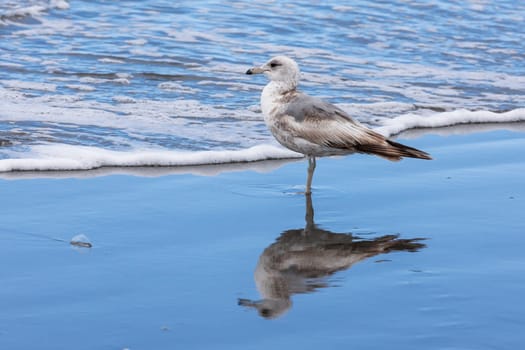 An immature ring billed gull, larus delawarensis, on the beach in Seaside, Oregon.