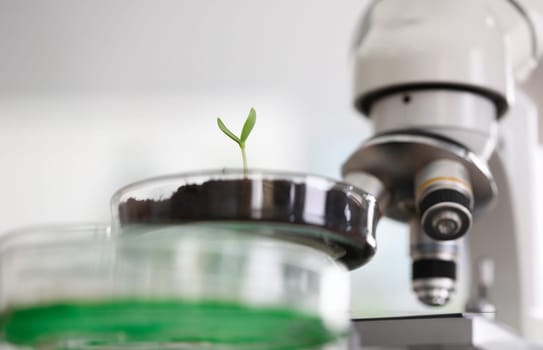 Close-up of plant laboratory. Biology technician working with plants. Examining germ with microscope. Glass container with leaf. Agriculture and chemistry concept