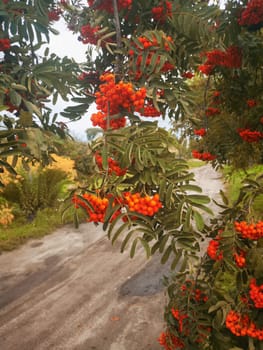 Red bunches of berries on mountain ash branches among green leaves near the road
