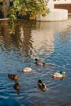 Ducks on the lake in the park. Park in the fall. Autumn trees. Wild ducks are reflected in the lake. Multi-colored bird feathers. A pond with wild ducks and drakes. A duck lake full of beautiful ducks swimming for them in city park.