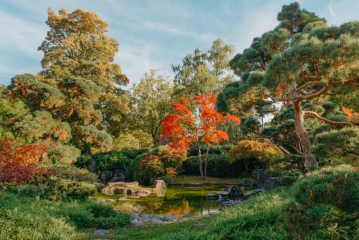 Beautiful Japanese Garden and red trees at autumn seson. A burst of fall color with pond reflections.