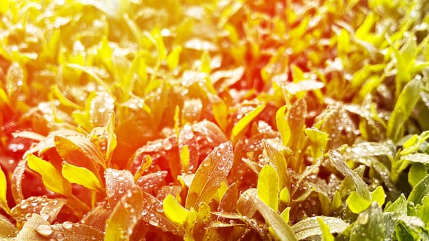 grass close-up at dawn with dew drops.