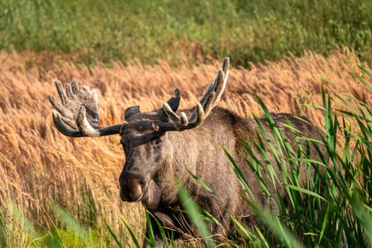 Lille Vildmose It is the only place in Denmark where a few elk live. They were reintroduced a few years ago and have been roaming the plains ever since.