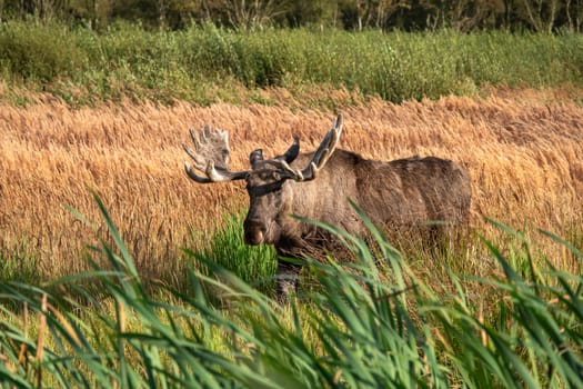 Lille Vildmose It is the only place in Denmark where a few elk live. They were reintroduced a few years ago and have been roaming the plains ever since.