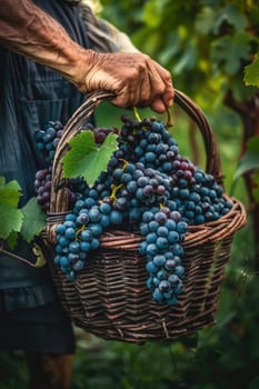 Basket with grape harvest in the vineyard. Selective focus. Nature.