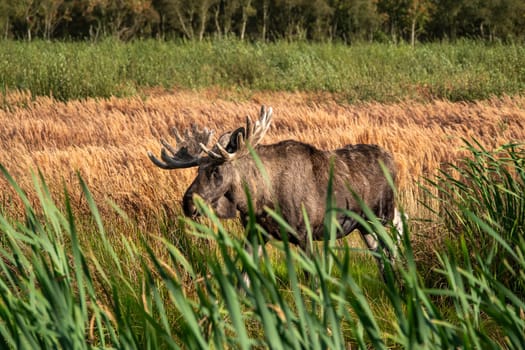 Lille Vildmose It is the only place in Denmark where a few elk live. They were reintroduced a few years ago and have been roaming the plains ever since.