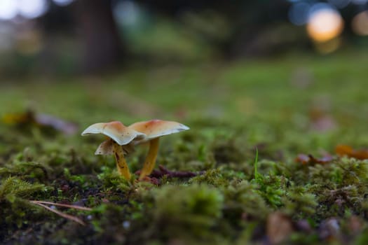 Two mushrooms Hypholoma fasciculare emerging from the forest floor, surrounded by fallen leaves and greenery. Captures the natural beauty and simplicity of woodland environments