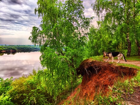 A dog explores the riverside amidst vibrant trees and a tranquil water surface reflecting the evening sky.