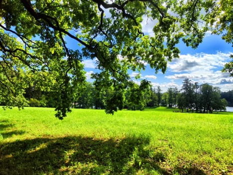 The park features tall trees and vibrant green grass, creating a tranquil atmosphere on a sunny summer day