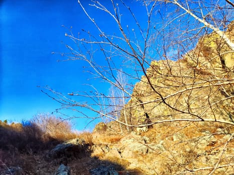A view of bare branches reaching towards a bright blue sky above rocky ground in winter.