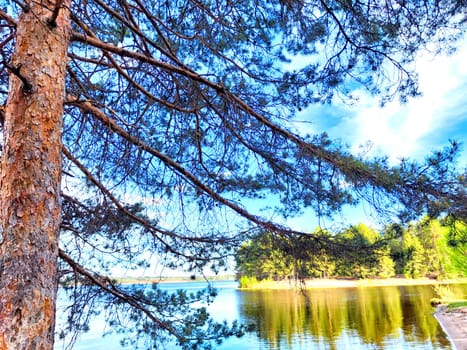 A serene lakeside landscape featuring tall pine trees and calm water reflecting the blue sky.