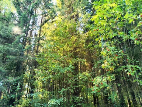 tranquil forest landscape with tall trees and vibrant foliage showcasing nature's beauty in sunlight during autumn