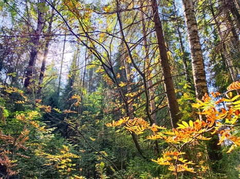 Golden leaves and sunlight filter through tall trees, creating a tranquil forest atmosphere in autumn.