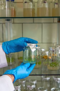 laboratory jars with plants. Selective focus. People.