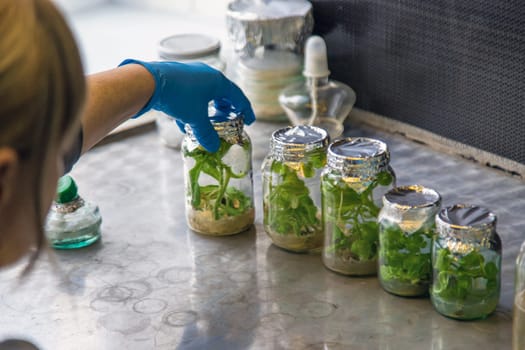 laboratory jars with plants. Selective focus. People.