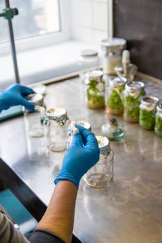 laboratory jars with plants. Selective focus. People.