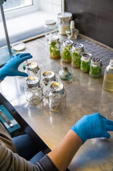 laboratory jars with plants. Selective focus. People.