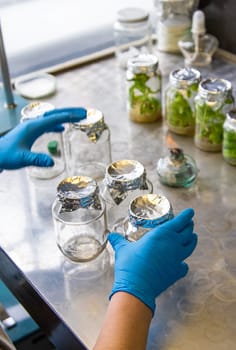laboratory jars with plants. Selective focus. People.