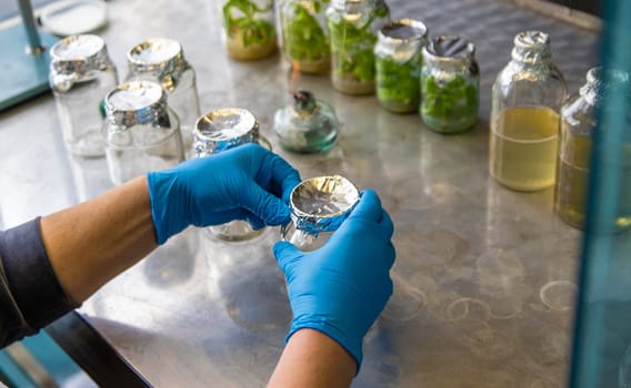 laboratory jars with plants. Selective focus. People.