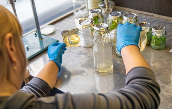 laboratory jars with plants. Selective focus. People.