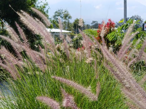 A close-up view of ornamental grass gently swaying in a breeze, showcasing its delicate, feathery texture. The natural greenery creates a serene and calming outdoor atmosphere.