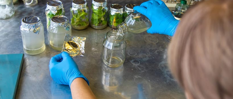 laboratory jars with plants. Selective focus. People.