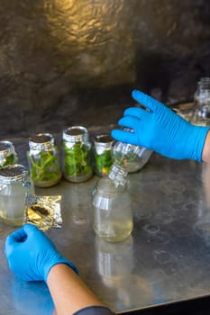 laboratory jars with plants. Selective focus. People.