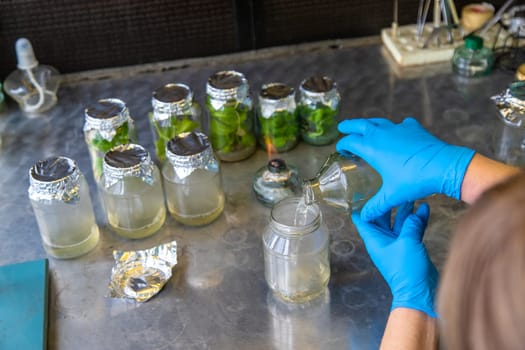 laboratory jars with plants. Selective focus. People.