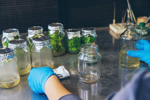laboratory jars with plants. Selective focus. People.