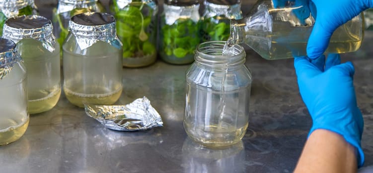 laboratory jars with plants. Selective focus. People.