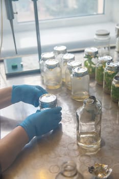 laboratory jars with plants. Selective focus. People.