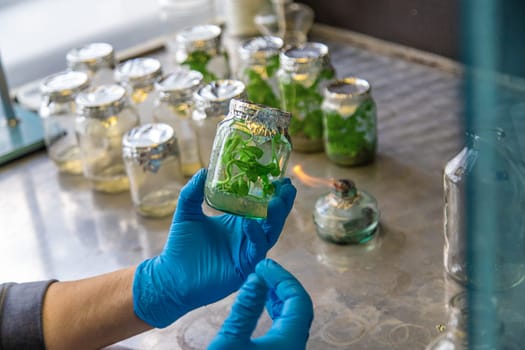 laboratory jars with plants. Selective focus. People.