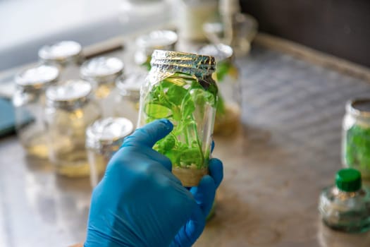 laboratory jars with plants. Selective focus. People.