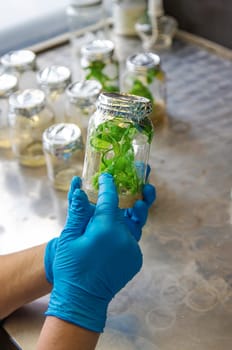 laboratory jars with plants. Selective focus. People.