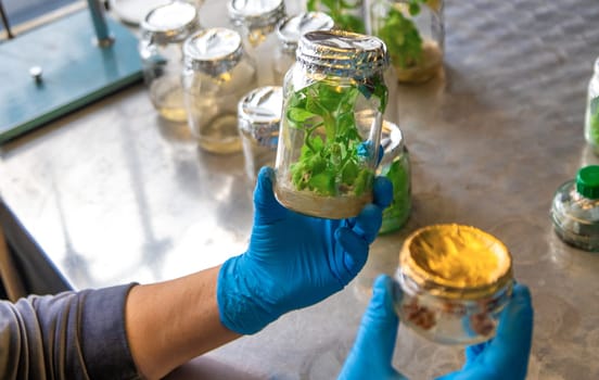 laboratory jars with plants. Selective focus. People.