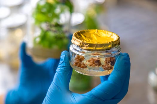 laboratory jars with plants. Selective focus. People.