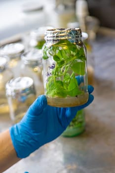laboratory jars with plants. Selective focus. People.
