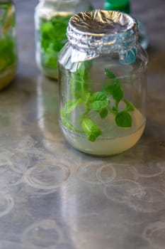 laboratory jars with plants. Selective focus. nature.