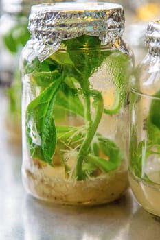 laboratory jars with plants. Selective focus. nature.