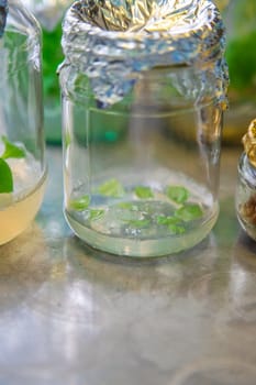 laboratory jars with plants. Selective focus. nature.