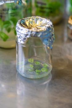 laboratory jars with plants. Selective focus. nature.