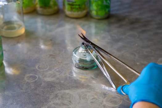 laboratory jars with plants. Selective focus. People.