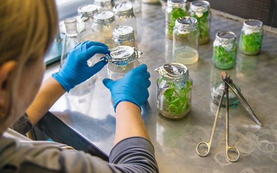 laboratory jars with plants. Selective focus. People.