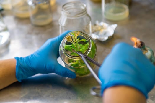 laboratory jars with plants. Selective focus. People.